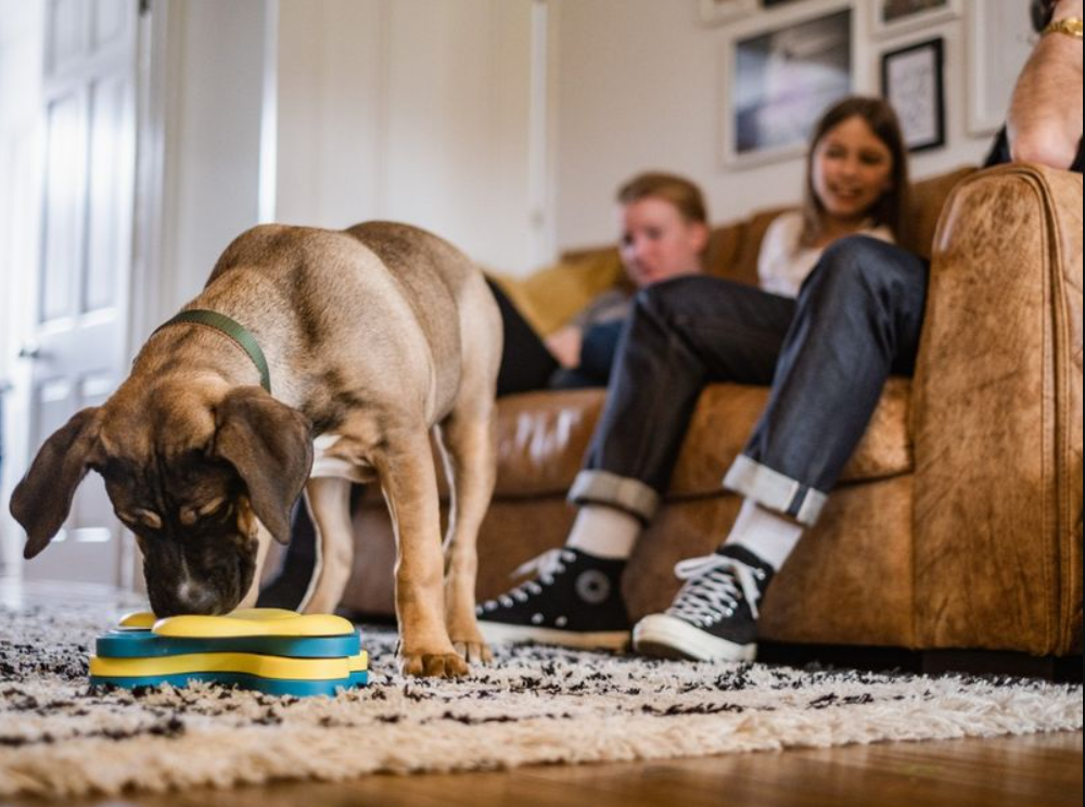 How To Keep Your Dog Entertained While at Work