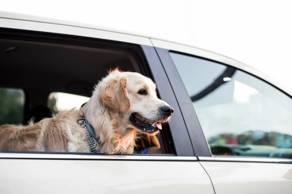 10 Easy Ways To Remove Dog Hair From Your Car