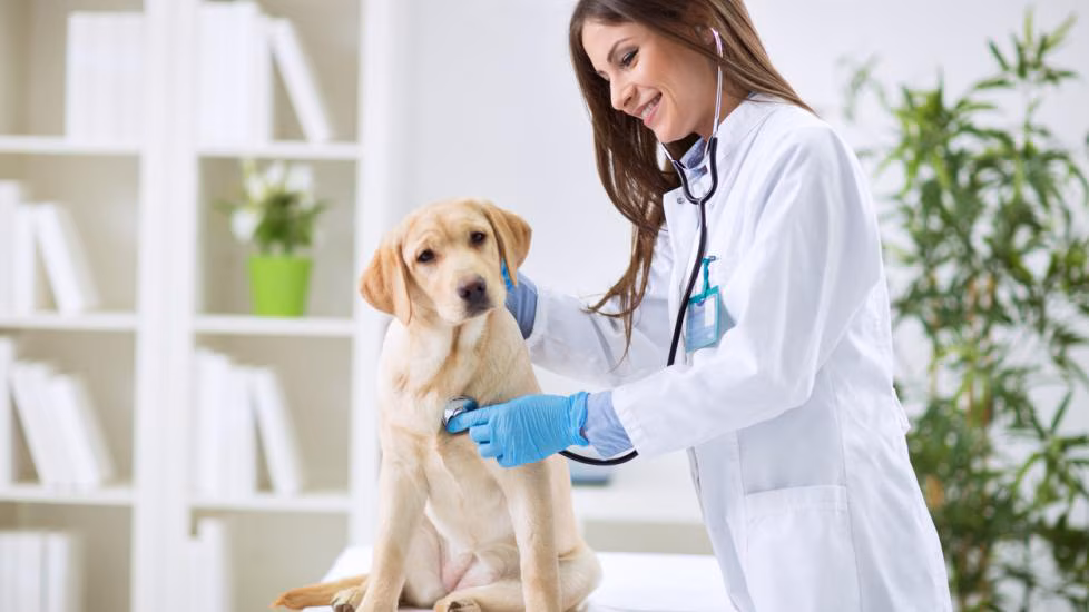 How To Buy The Best Pet Insurance