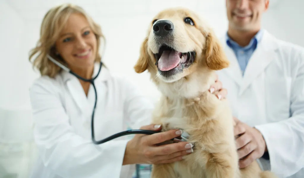 How Does Pet Insurance Work?